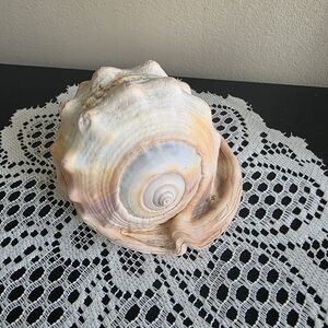 Large Vintage Decorative Sea Conch Shell